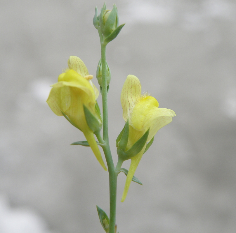 Изображение особи Linaria syspirensis.