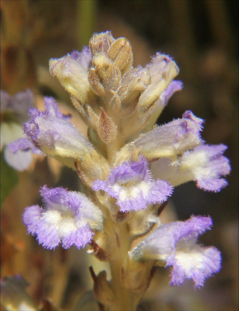 Image of Phelipanche ramosa specimen.