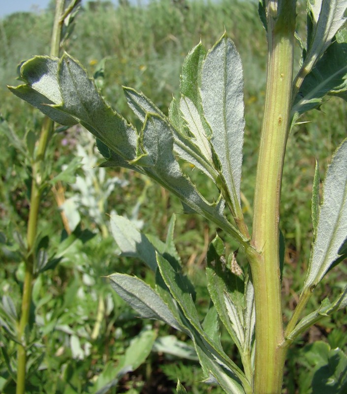 Image of Cirsium incanum specimen.