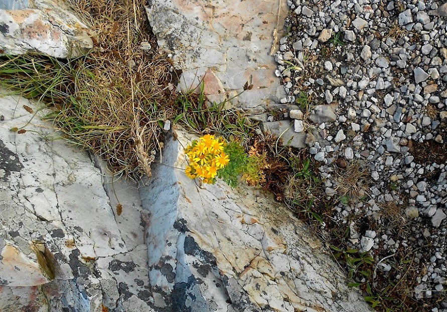 Image of genus Senecio specimen.