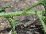Solanum triflorum