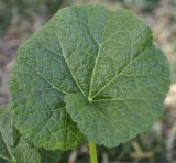 Alcea rosea