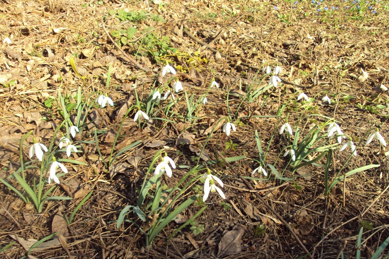 Изображение особи Galanthus nivalis.