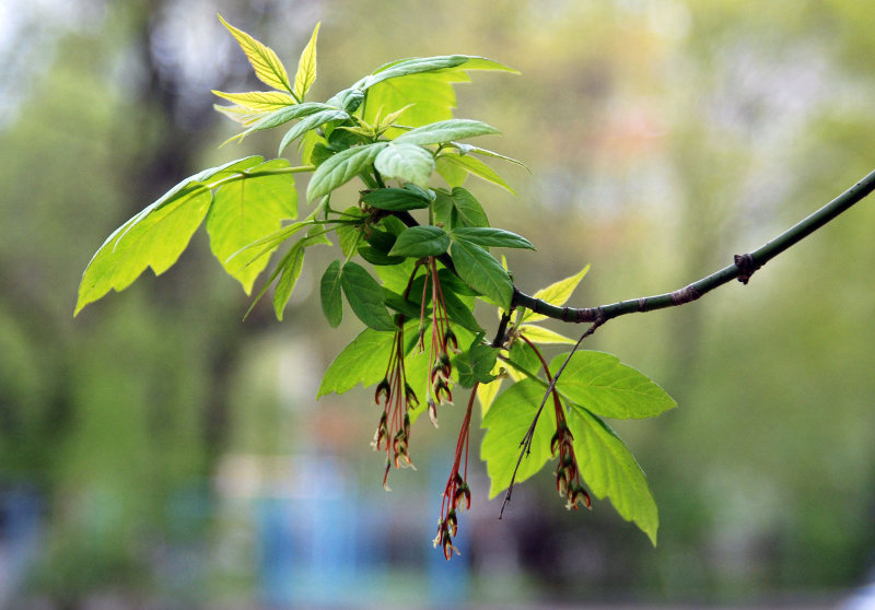 Image of Acer negundo specimen.