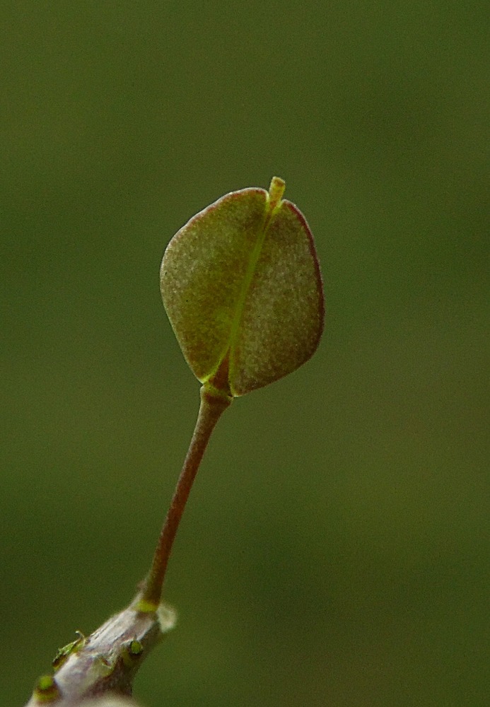 Image of Lepidium perfoliatum specimen.