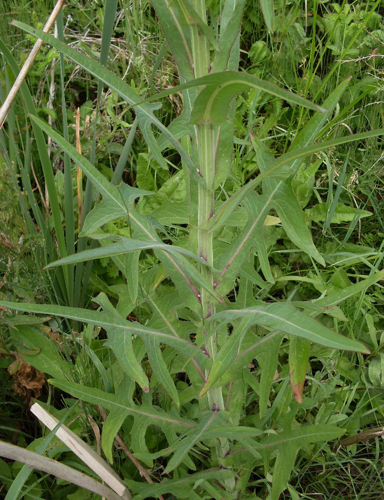 Изображение особи Sonchus palustris.