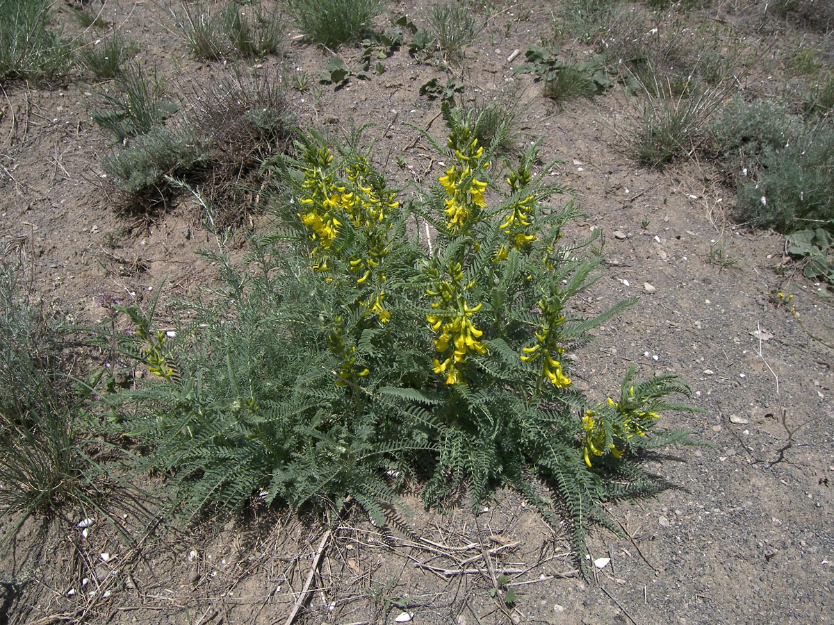 Image of Astragalus caraganae specimen.