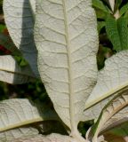 Buddleja globosa. Основание листовой пластинки (нижняя сторона). Германия, г. Дюссельдорф, Ботанический сад университета. 04.05.2014.