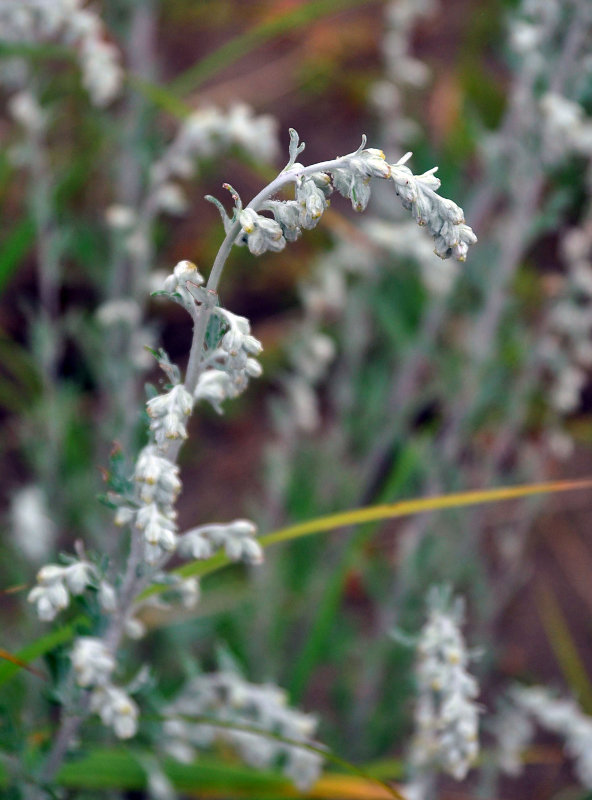 Изображение особи Artemisia stelleriana.