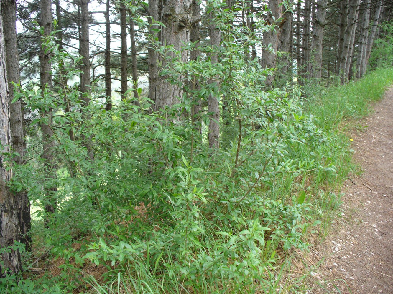 Image of Ligustrum vulgare specimen.