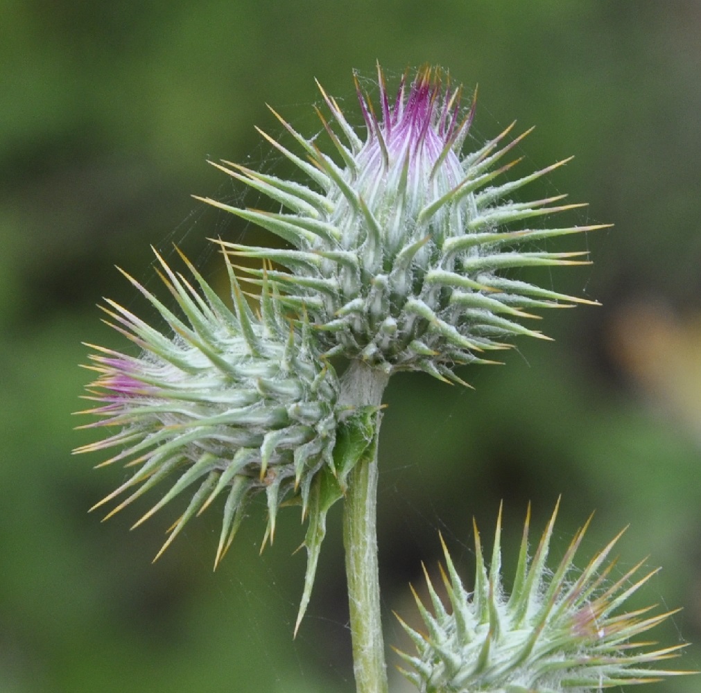 Image of Lamyra stricta specimen.