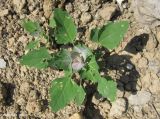 View full-size image Chenopodium album