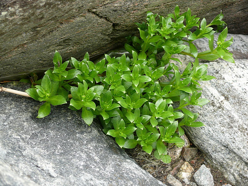 Image of Honckenya peploides ssp. diffusa specimen.