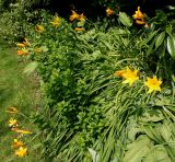 Hemerocallis middendorffii