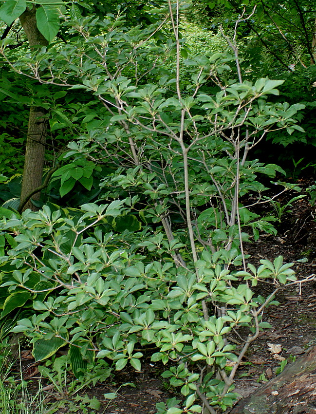 Image of Enkianthus campanulatus specimen.