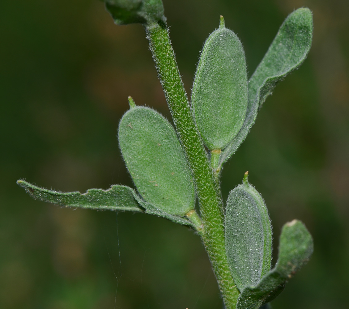 Image of Fibigia clypeata specimen.