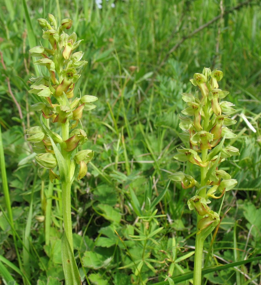 Image of Dactylorhiza viridis specimen.