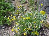 Youngia tenuifolia