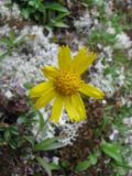 Arnica fennoscandica