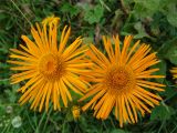 Inula orientalis