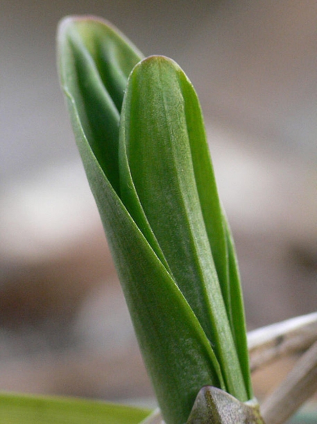 Image of Allium ochotense specimen.