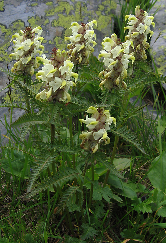 Image of Pedicularis compacta specimen.