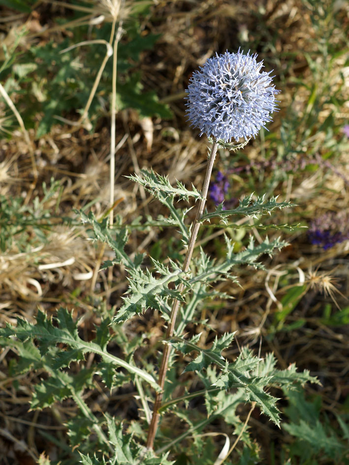 Image of Echinops chantavicus specimen.