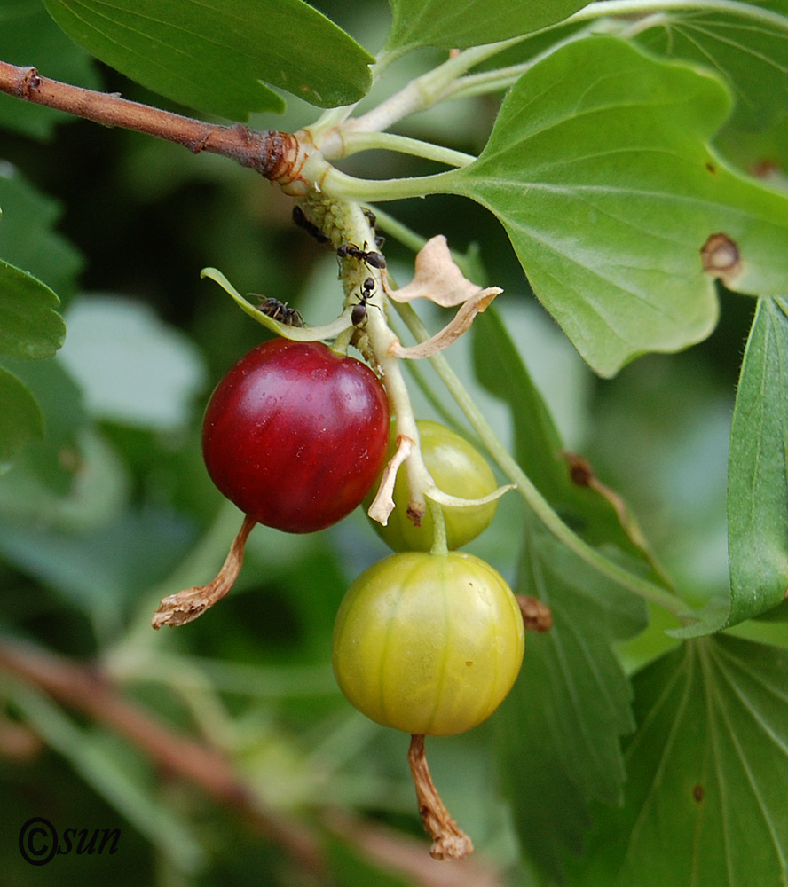 Image of Ribes aureum specimen.