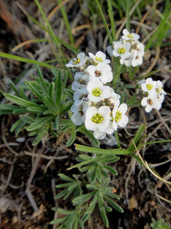 Image of Ptilotrichum tenuifolium specimen.