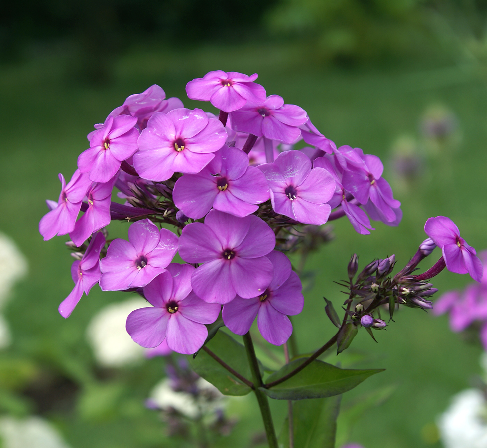 Image of Phlox paniculata specimen.