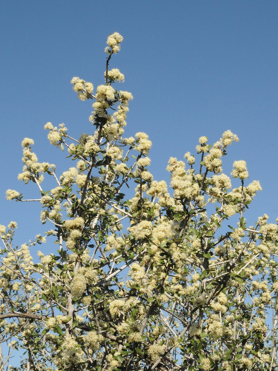 Image of Ceanothus cuneatus specimen.