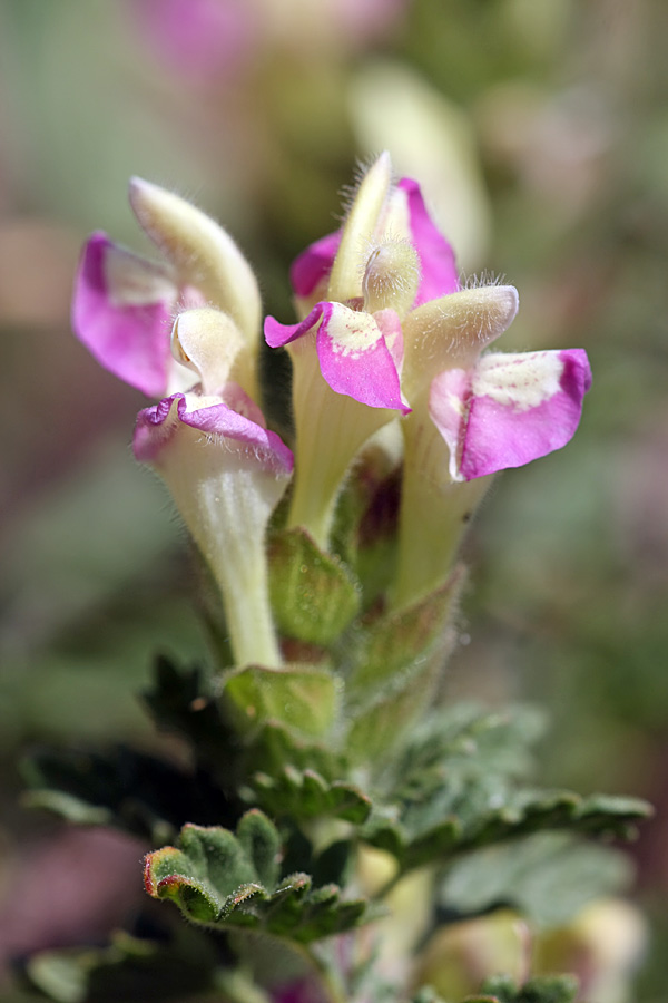 Image of Scutellaria adsurgens specimen.