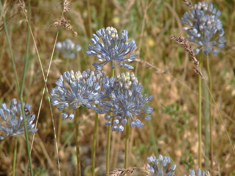 Image of Allium caesium specimen.