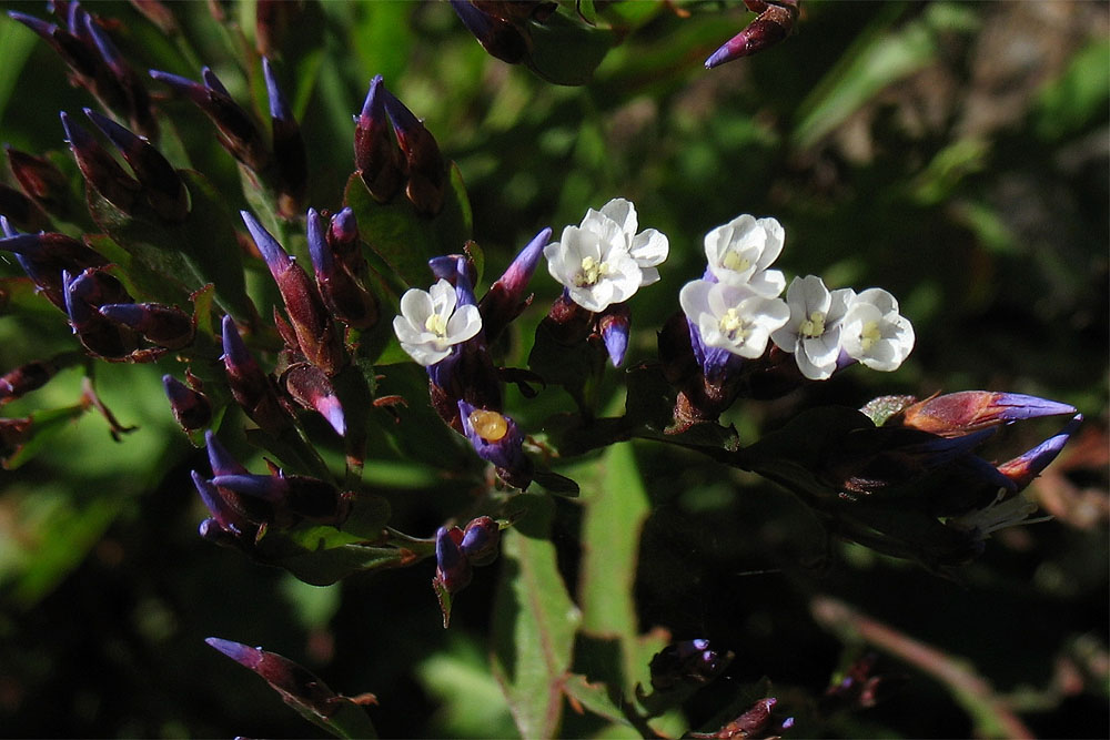 Изображение особи Limonium brassicifolium.