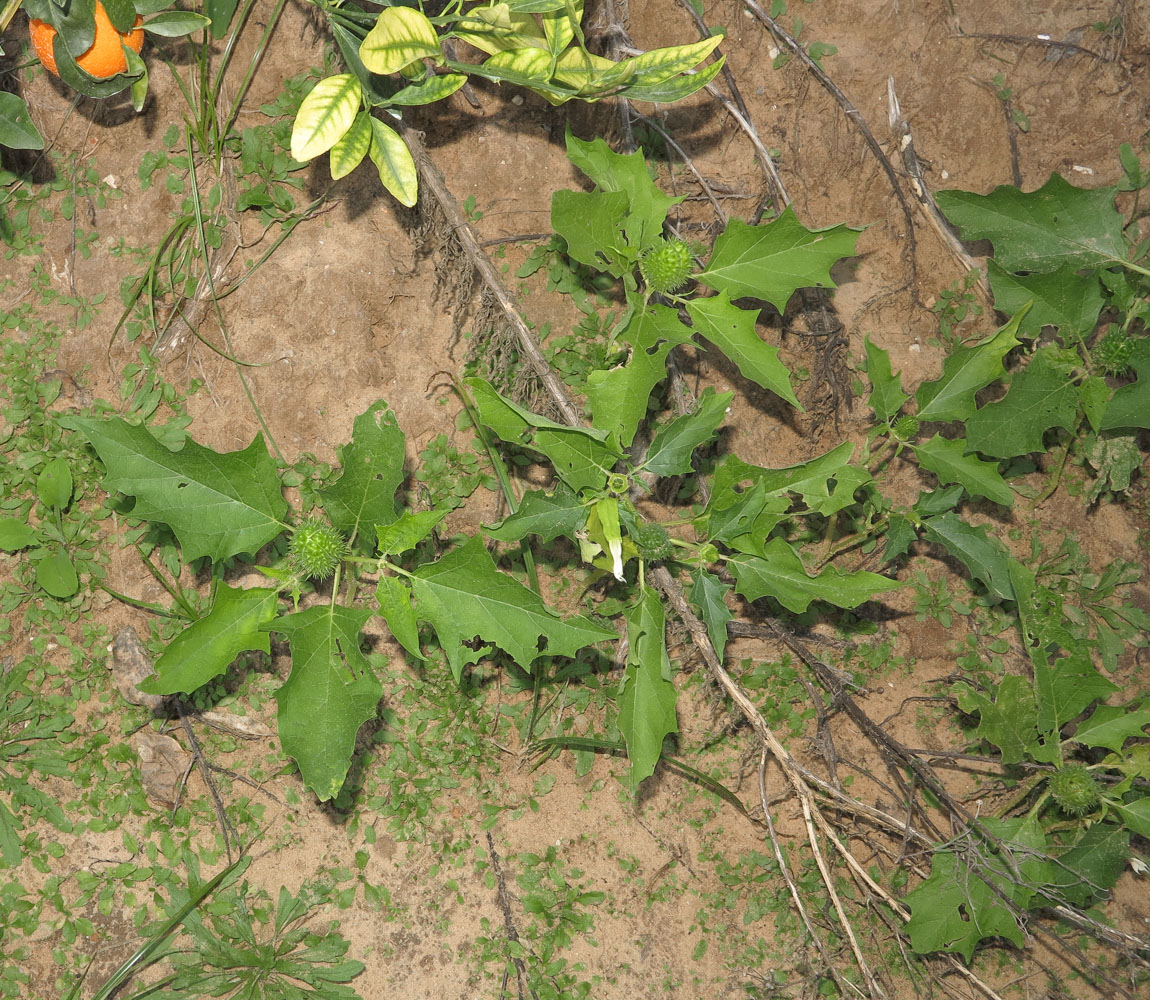 Image of Datura stramonium specimen.