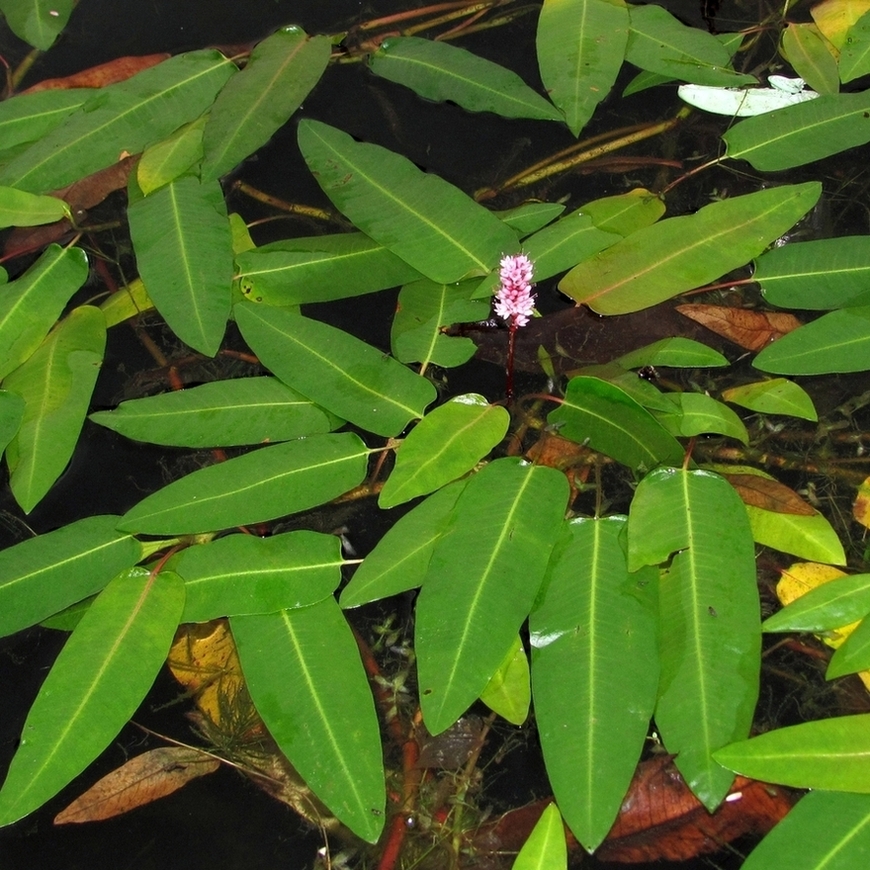 Изображение особи Persicaria amphibia.