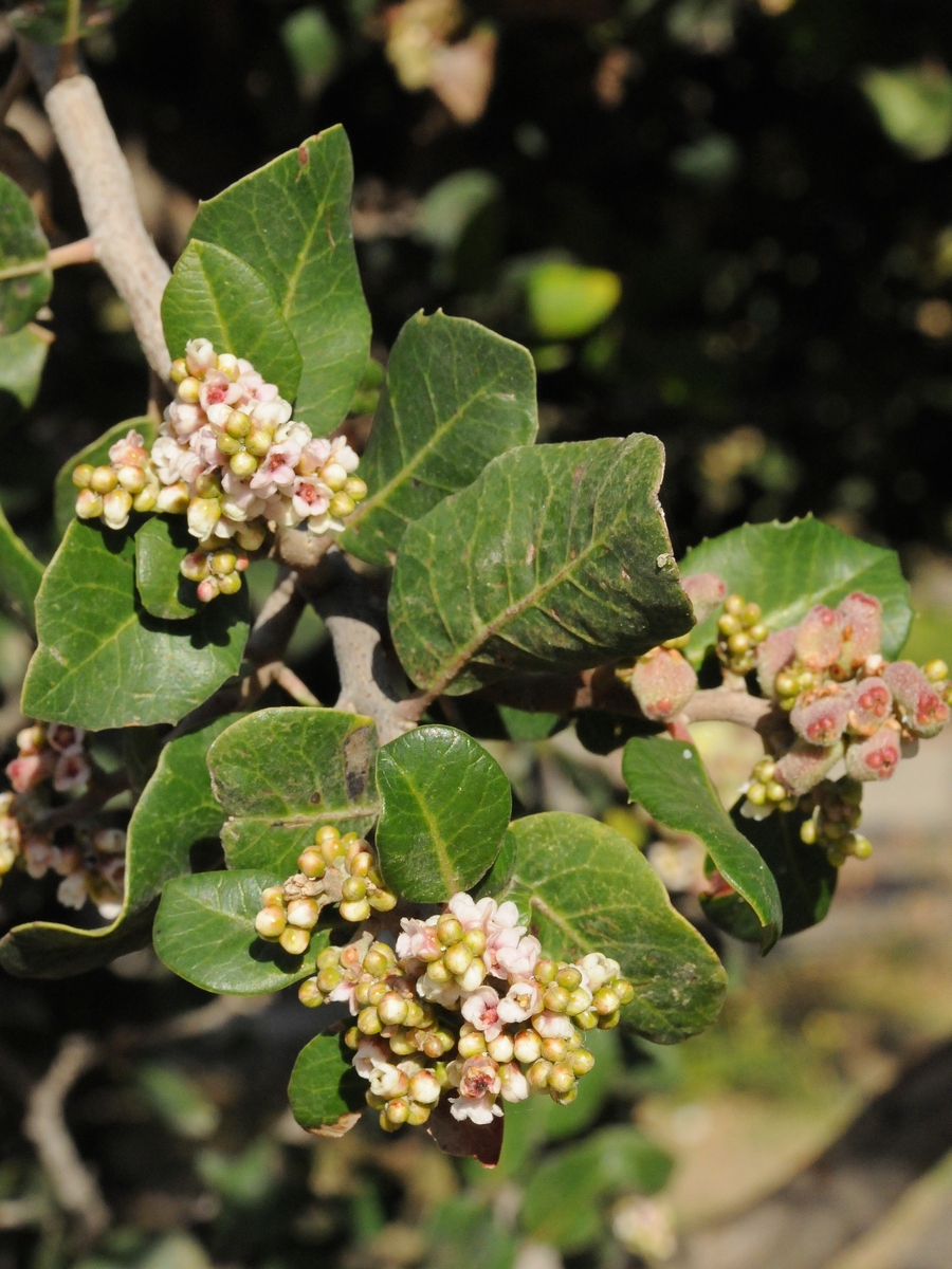 Изображение особи Rhus integrifolia.