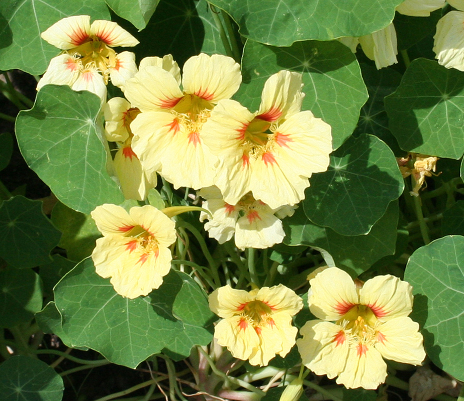 Image of Tropaeolum majus specimen.