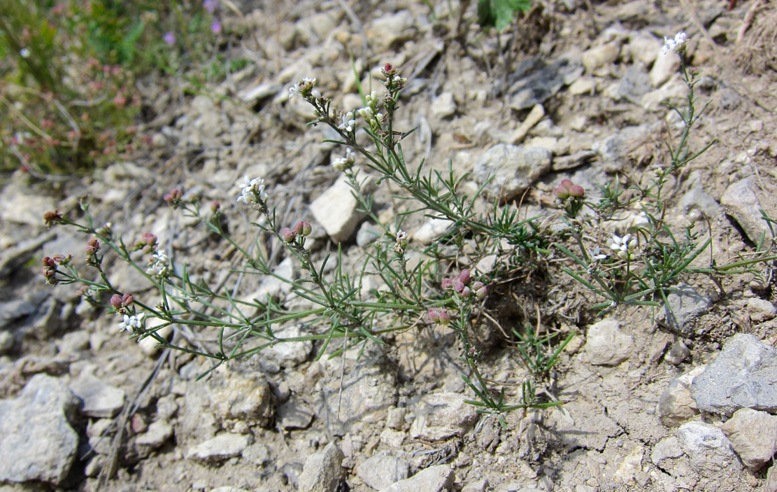 Изображение особи род Asperula.