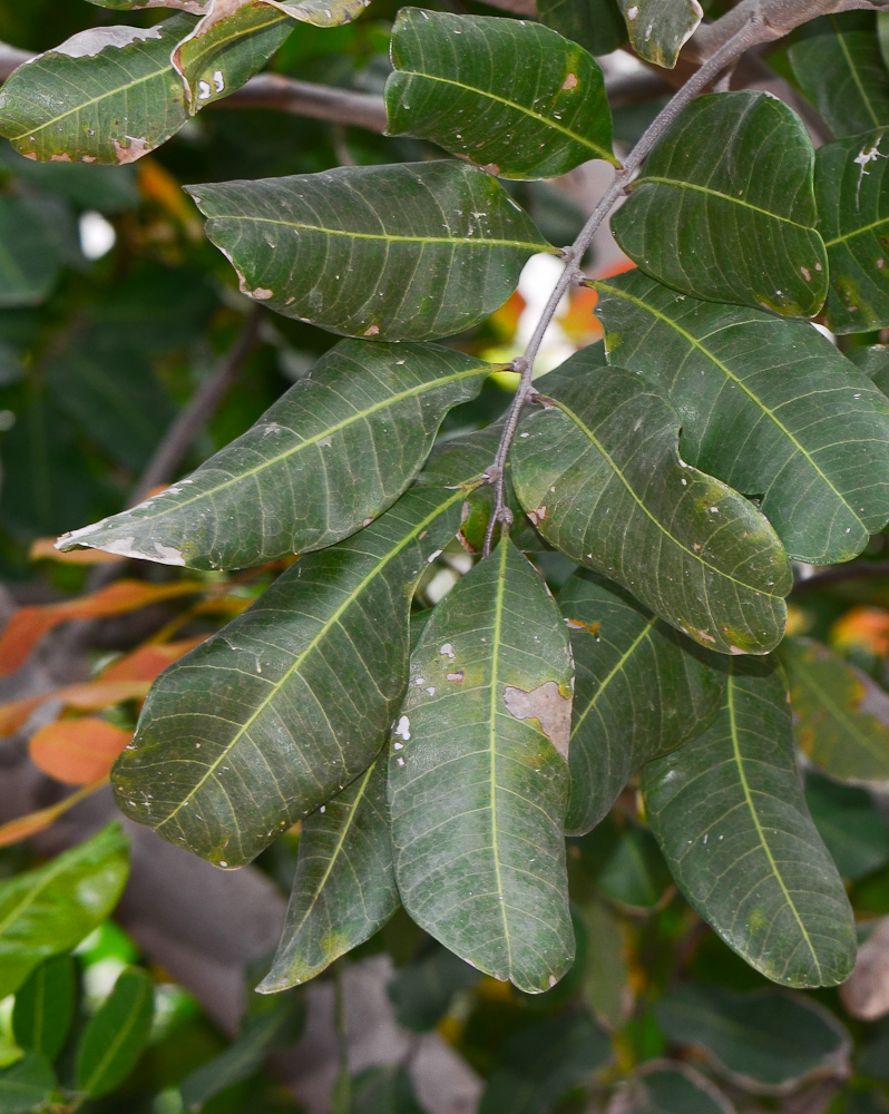 Изображение особи Cupaniopsis anacardioides.