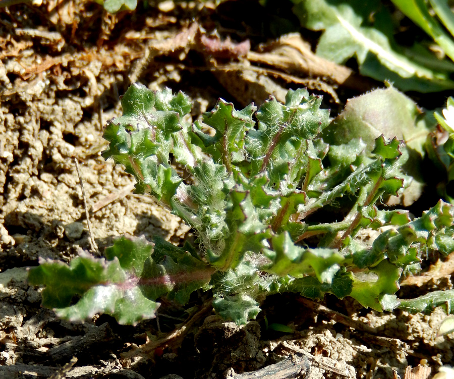 Image of Senecio vulgaris specimen.