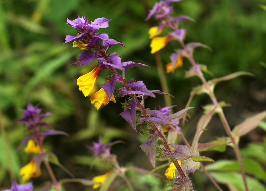 Image of Melampyrum nemorosum specimen.