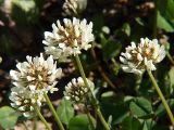 Trifolium repens