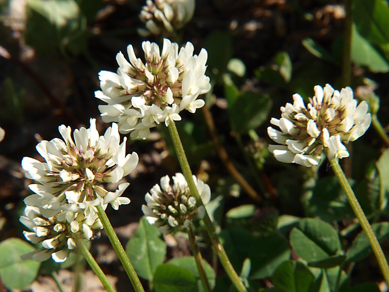 Image of Trifolium repens specimen.