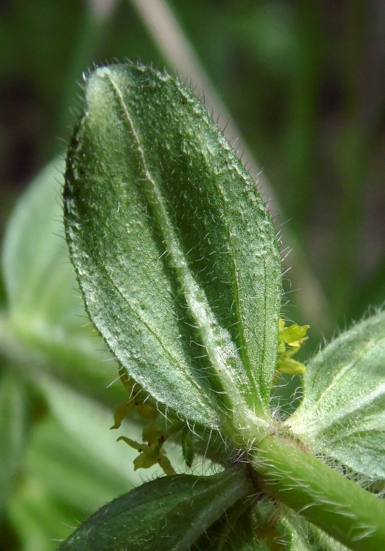 Image of Cruciata laevipes specimen.