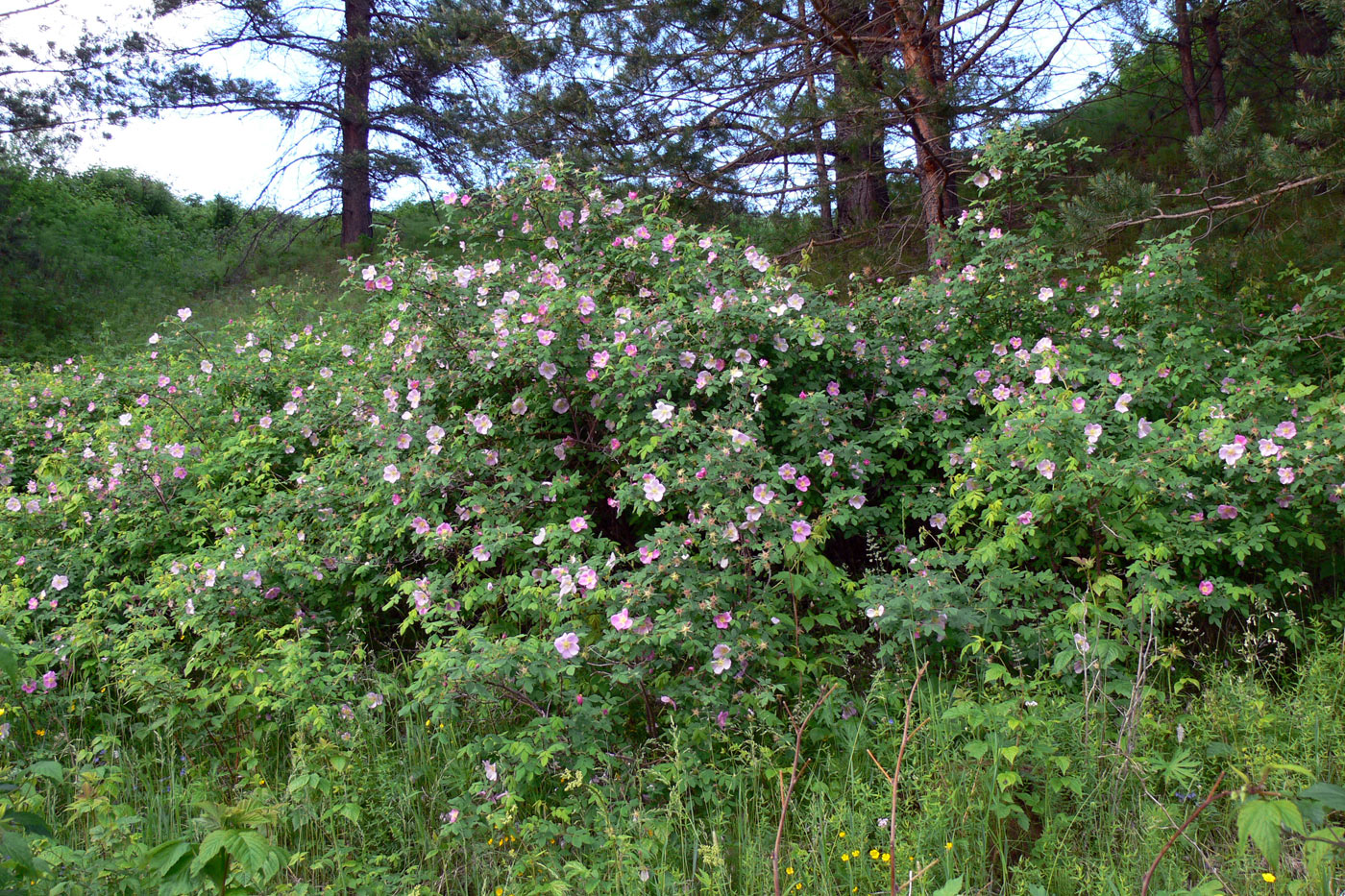 Изображение особи Rosa acicularis.