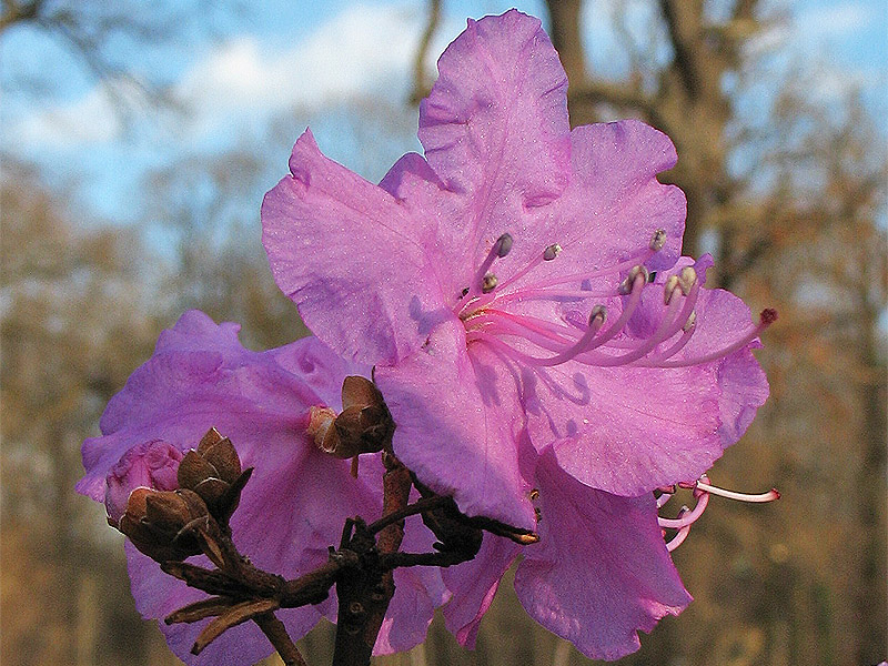 Image of Rhododendron mucronulatum specimen.