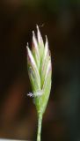 genus Festuca. Колосок. Республика Адыгея, г. Майкоп, на лужайке во дворе дома. 21.05.2016.