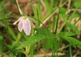 Anemone nemorosa