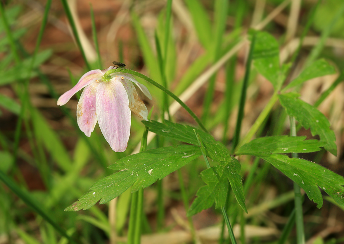 Image of Anemone nemorosa specimen.